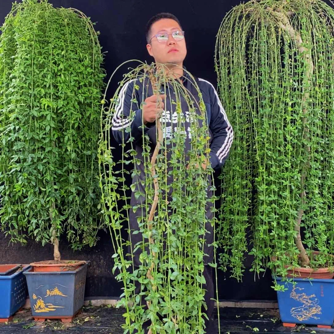落叶期，落叶期，一物一拍