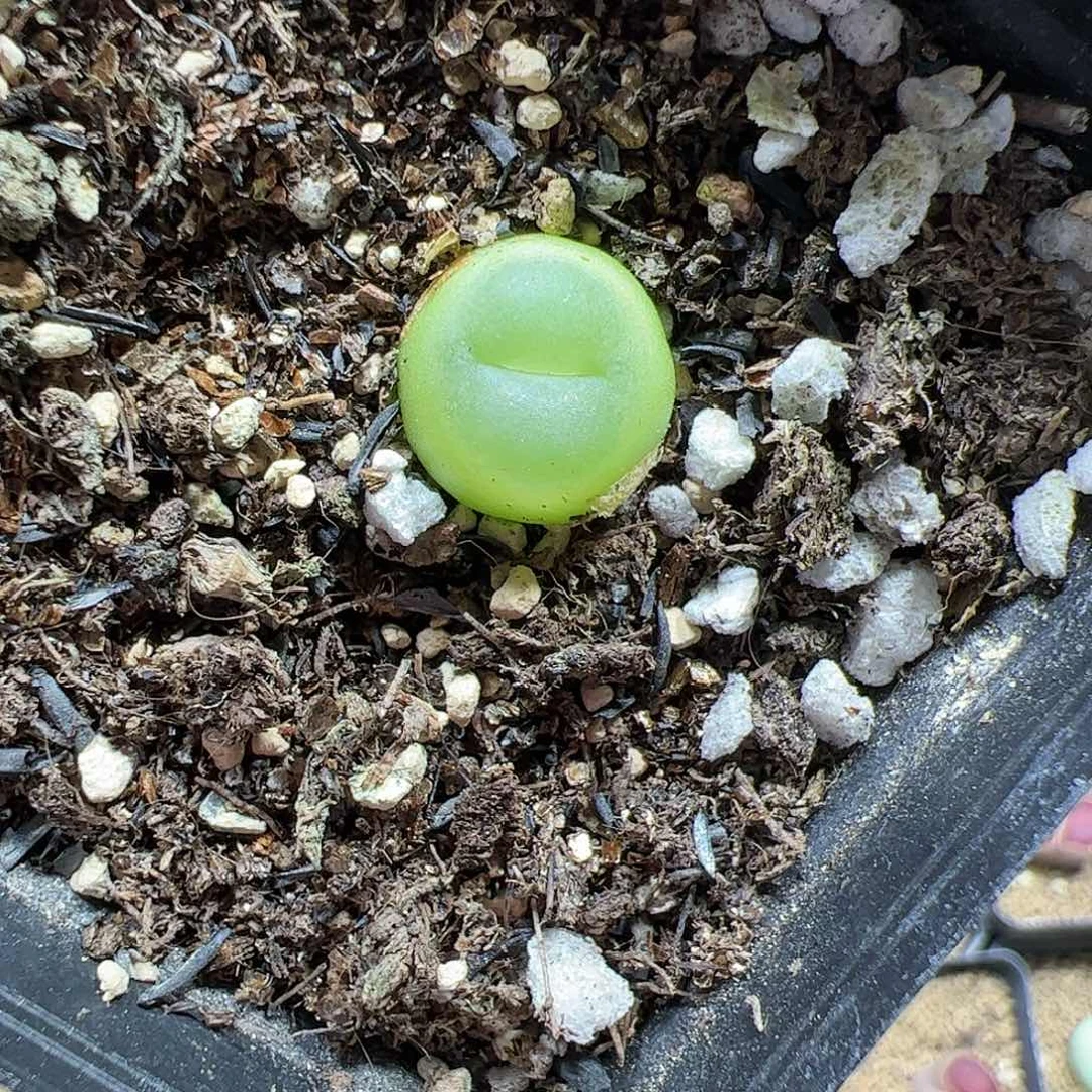 【闪购商品】248 拉登1.4