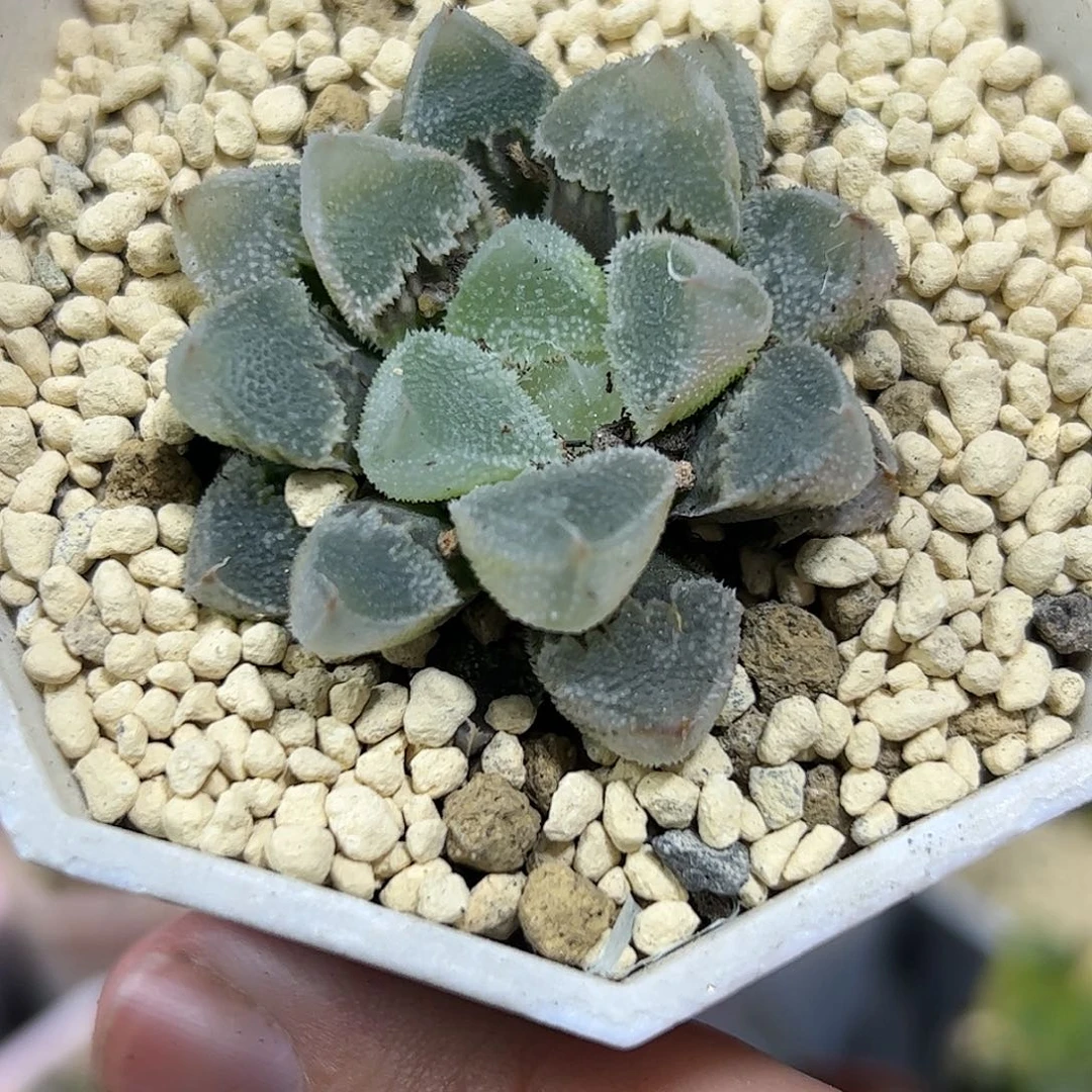 ?****克红红火火恍恍惚惚