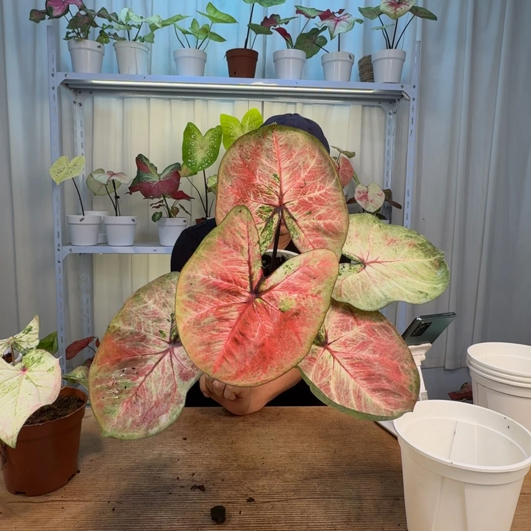 无花朵西瓜牛奶   0515