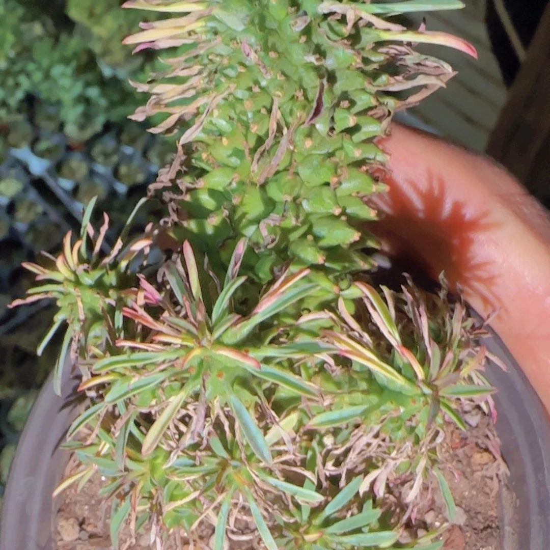 块根植物块根植物