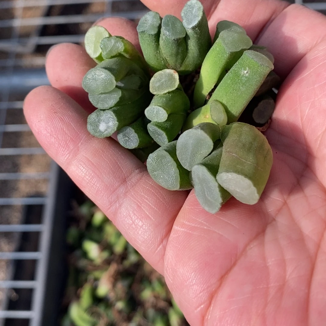 113 一颗实生万象小鼻嘎  双十一福利