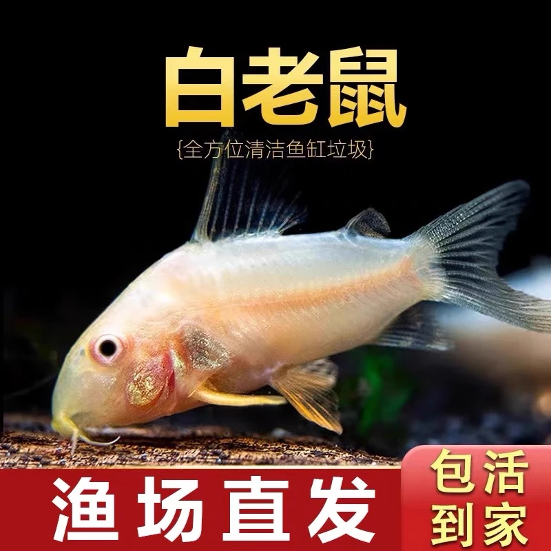 熊猫鼠 咖啡鼠 花椒 白鼠 珍珠鼠 茉莉豹 工具鱼 清缸鱼 精灵鼠鱼