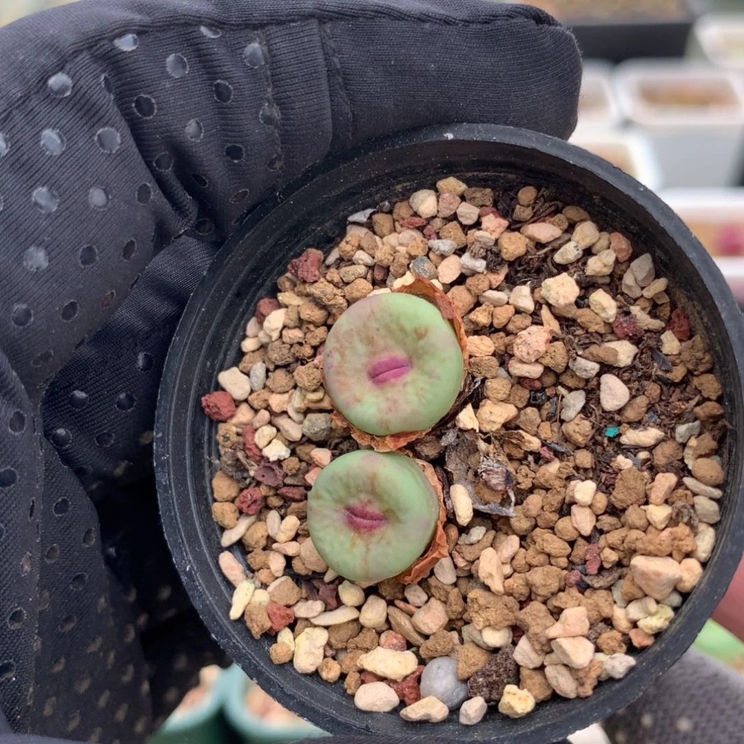 722大型红嘴母本