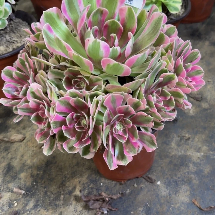 瑞妈多肉园艺521。布