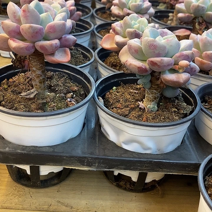 单头花班鹿，福利多多