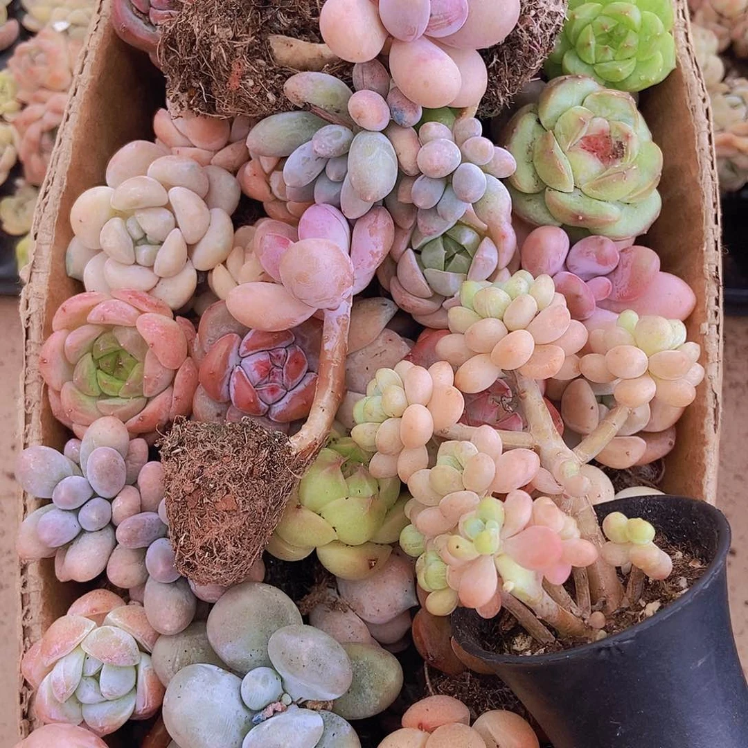 000000000001量拍保底20颗