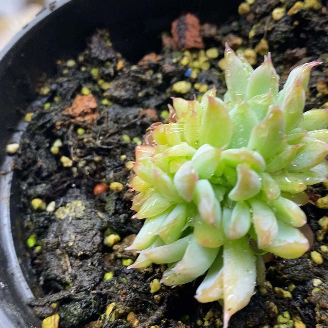 0257 不知名石化缀化