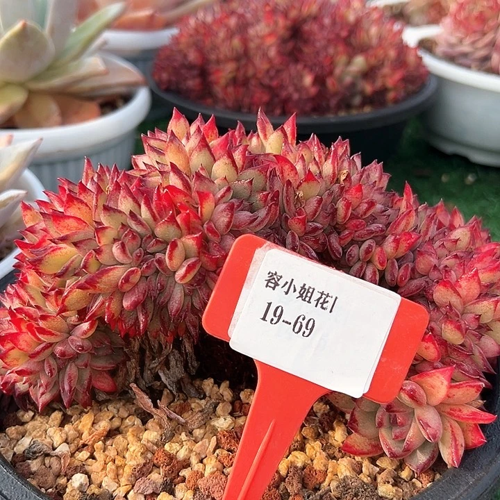 19.69红拉糖带盆