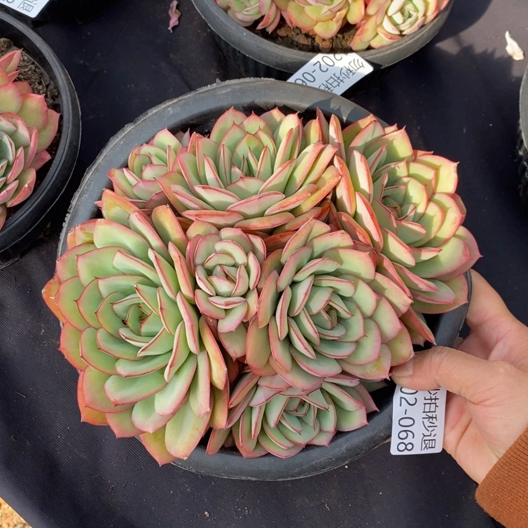 两单包邮1202-68牡丹亭