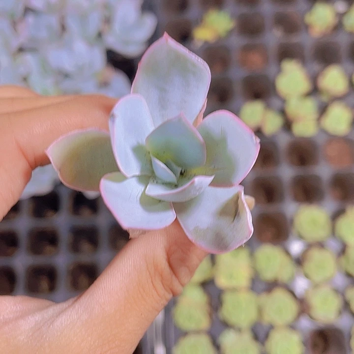 精品广寒宫多肉植物