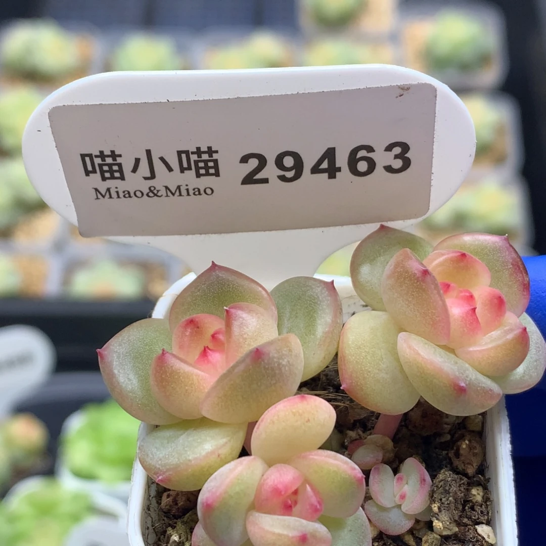 多肉植物杂交珍妮