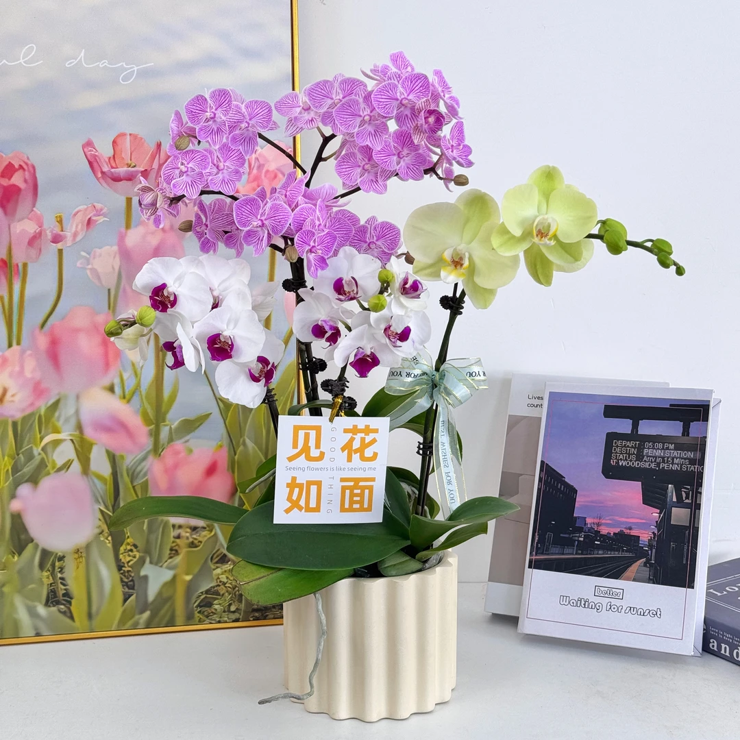 【 繁花似锦】蝴蝶兰鲜花精致组盆 开花株 室内绿植 养兰基地直发