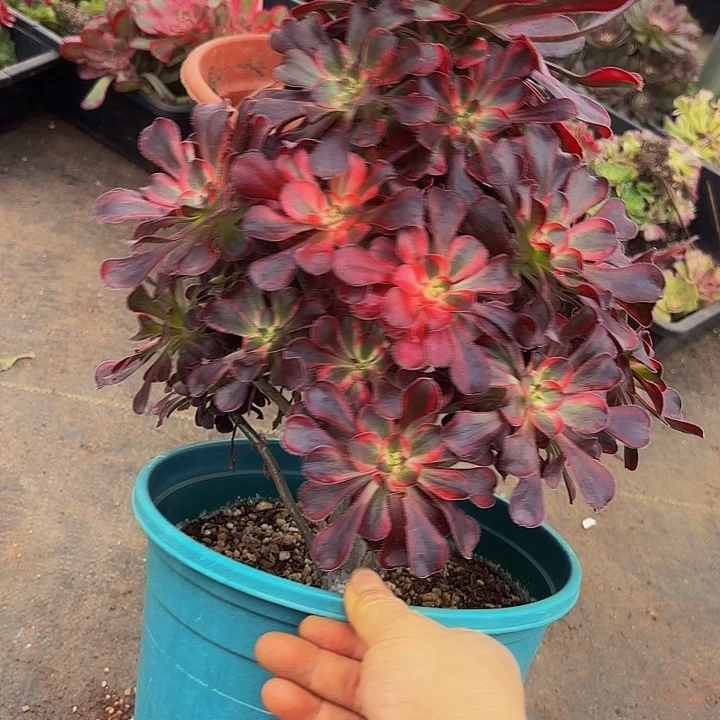 多肉植物福利215个