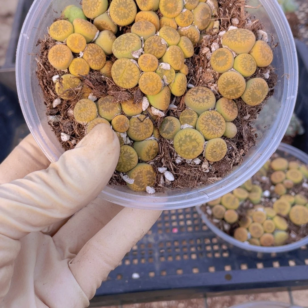 一盒黄日轮8888888888