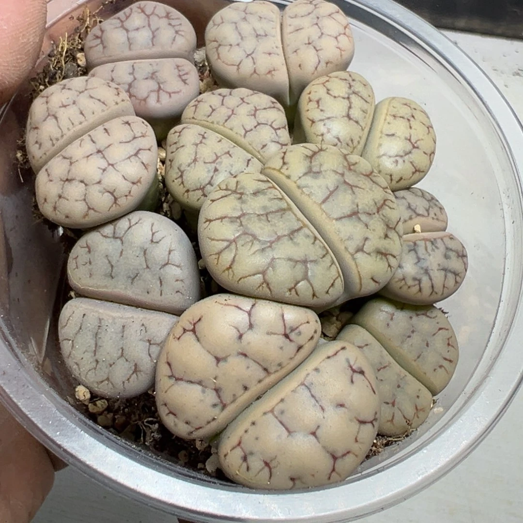 【闪购商品】 1089。