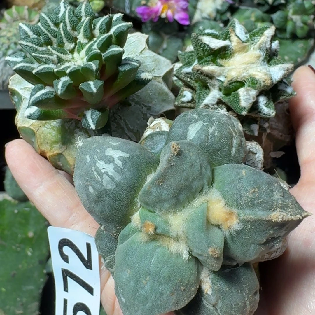【闪购商品】无花朵董*牛福利三颗牡丹572