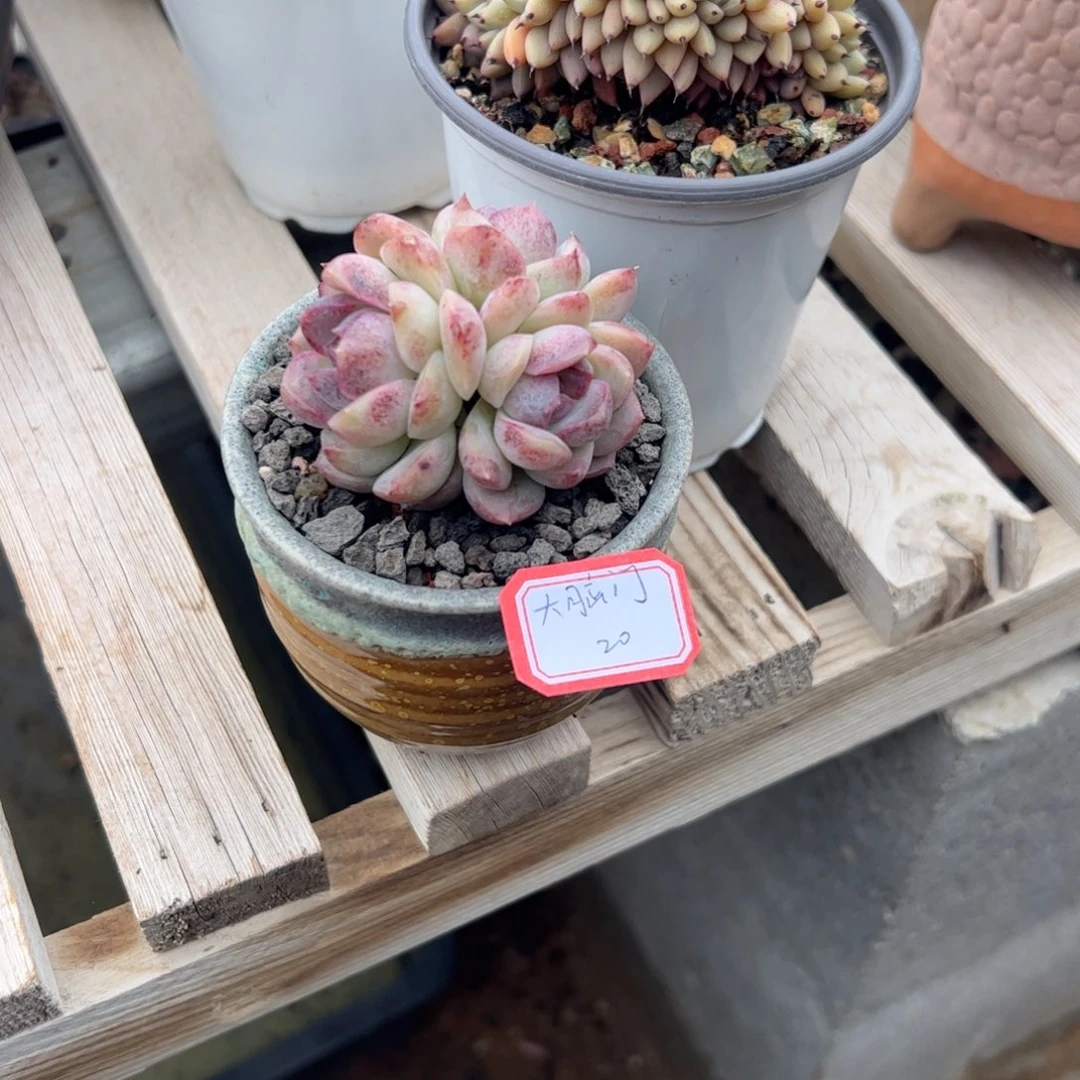 多肉植物多肉植物