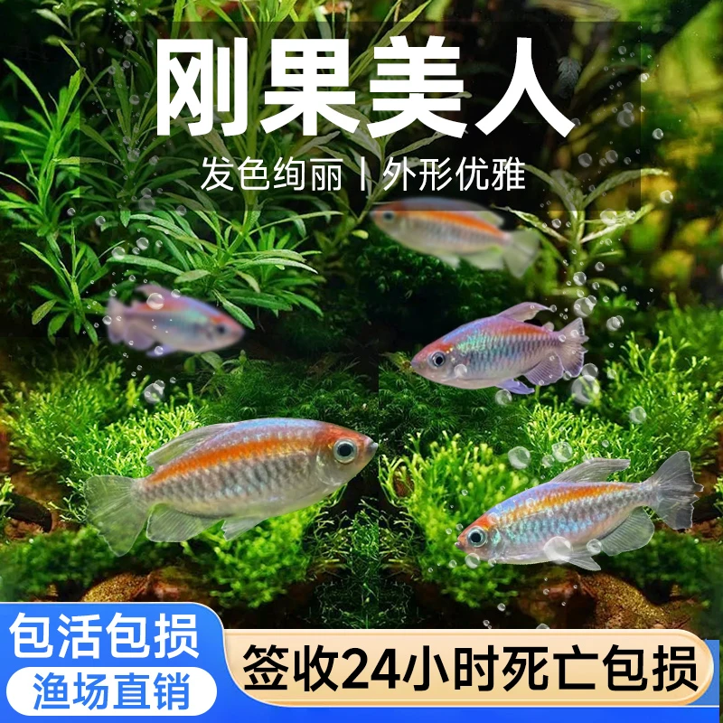 刚果美人鱼热带观赏鱼小型石美人活体淡水原生草缸溪流群游扯旗鱼