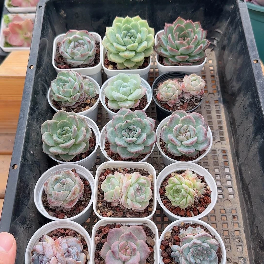 框拍框拍0602-23