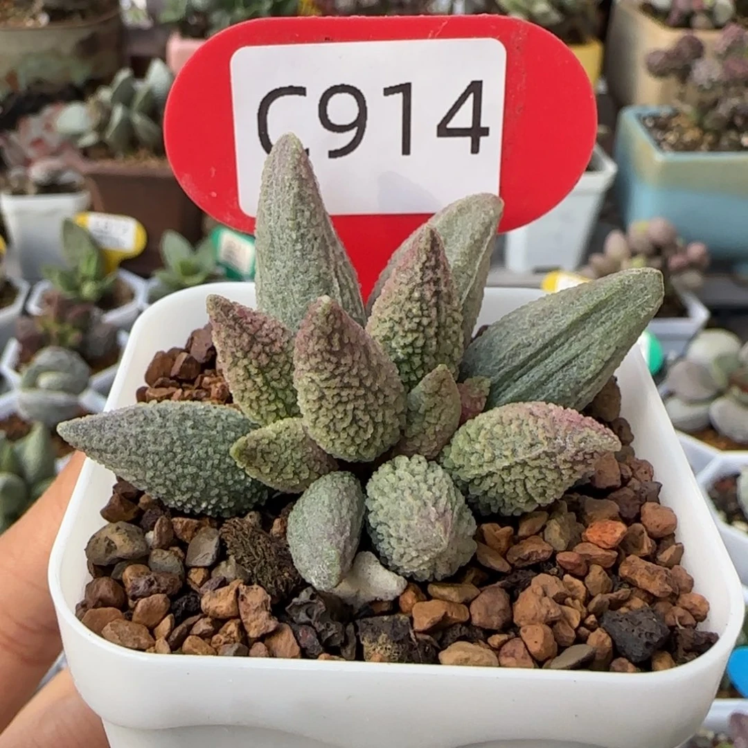 西施。      914。