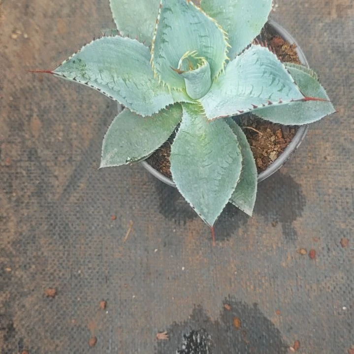 麦斯米精品龙舌兰