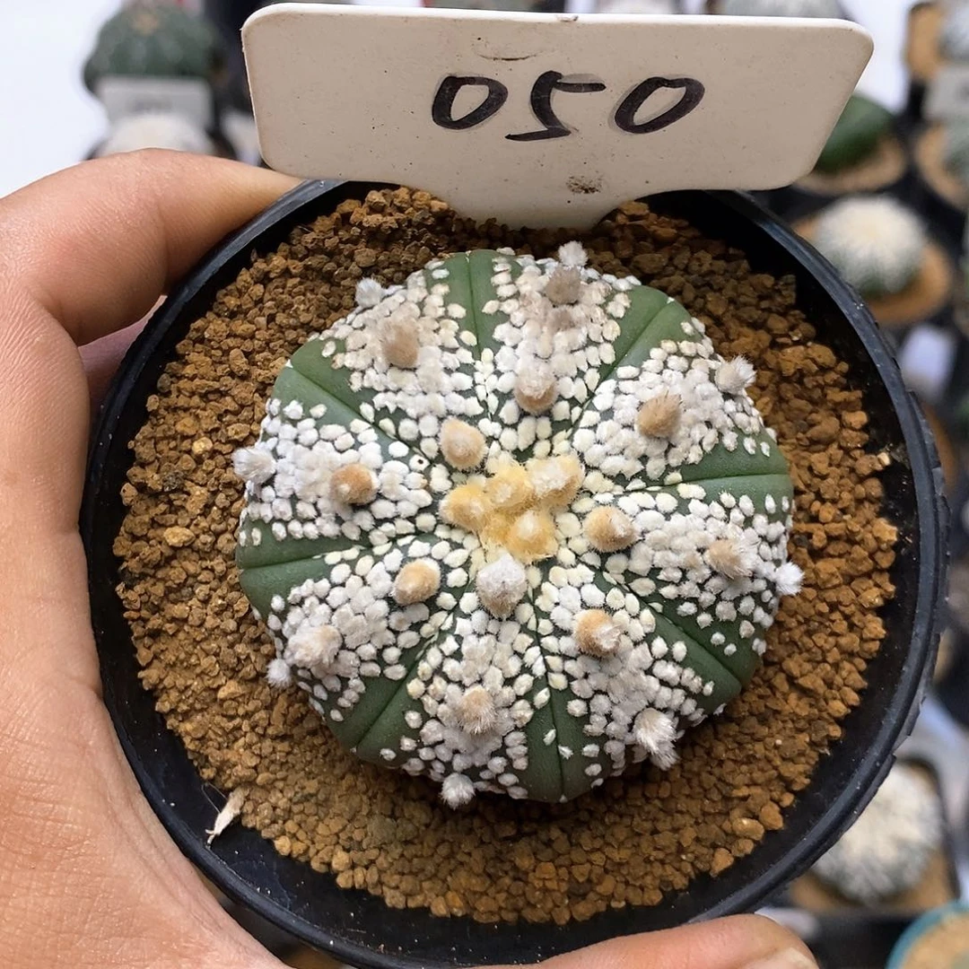 050皇室奇迹福利啦