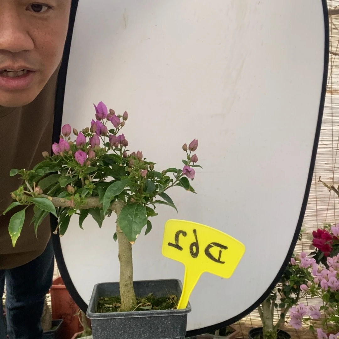 紫*三角梅中闽一号D62