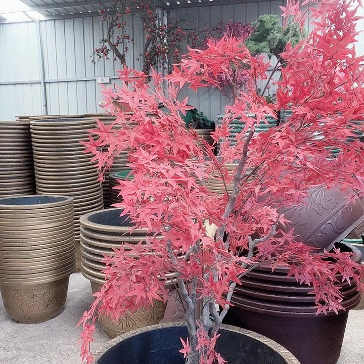 梅花照眼 依然旧风味