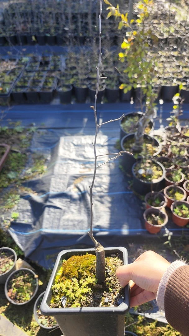 老鸦柿，盆景素材