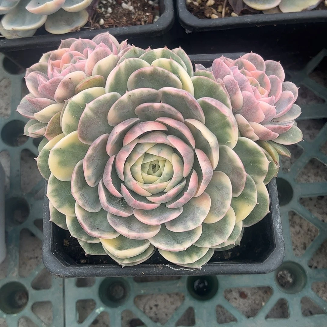 绿体昂斯诺彩锦 婕宝一物一拍