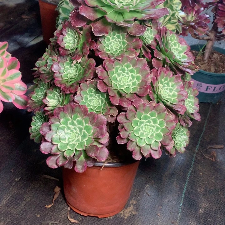 930繁星多肉一物一拍