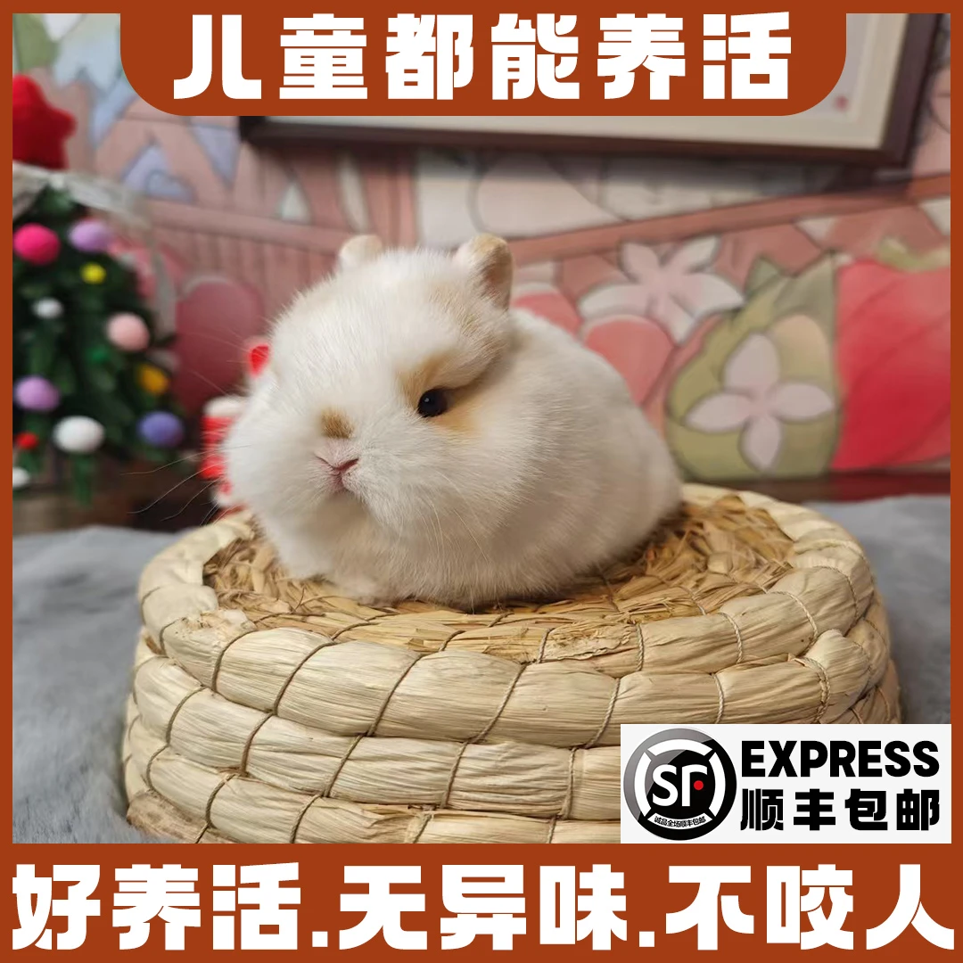【呆萌可爱】宠物兔侏儒兔垂耳兔 活物好养活适合儿童宠物