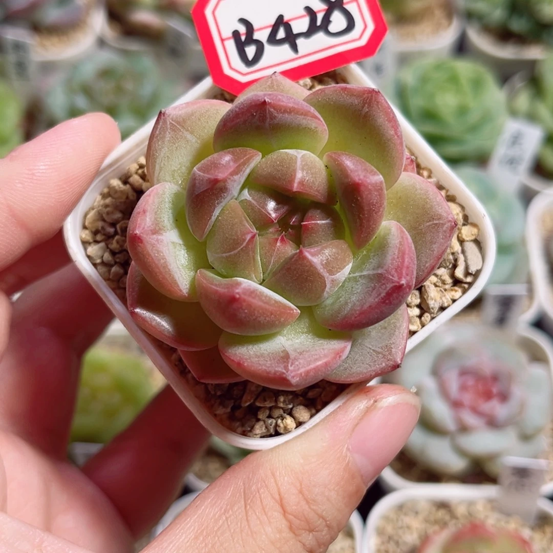 B428 一物一拍 赤枫