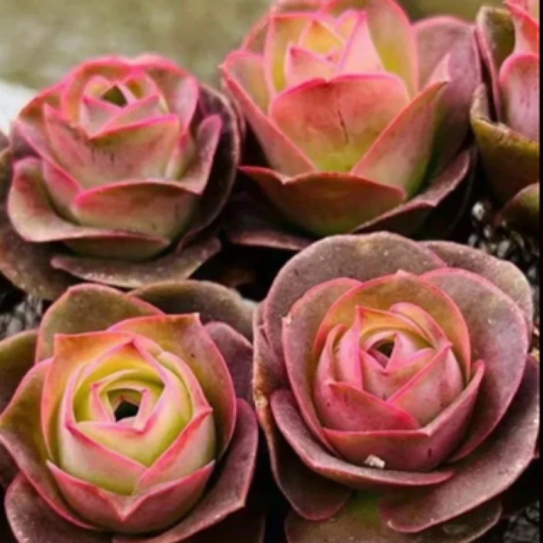 方盆帕尔马玫瑰多肉，以直播间展示为主