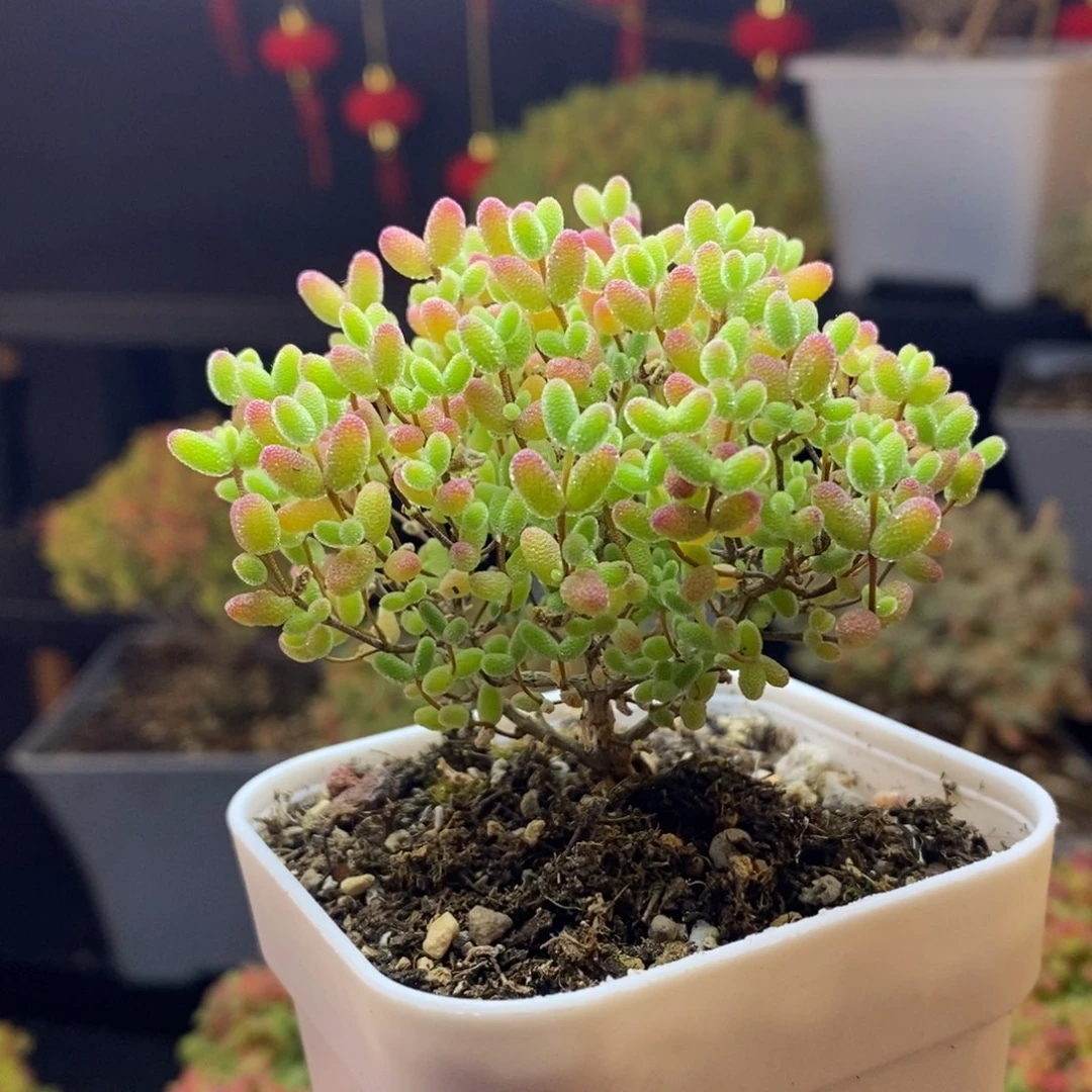 46号蜜橘糖球枝干多肉