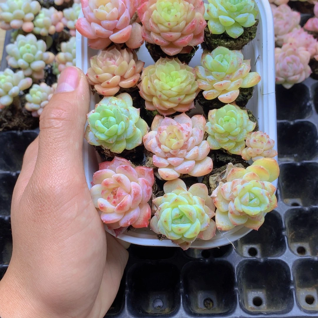 我要去看你了啊036