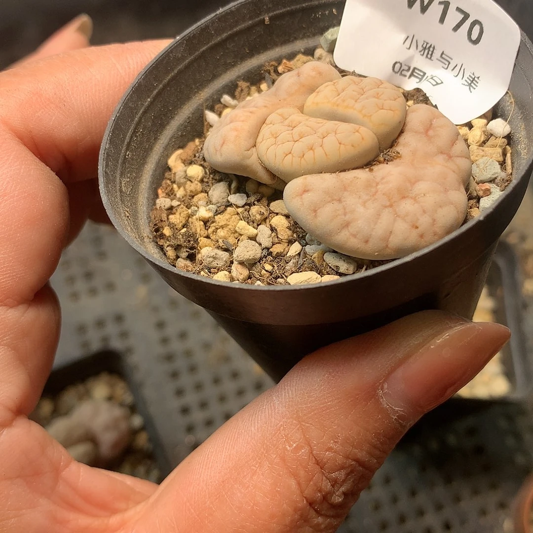 W170多肉植物保护研究所