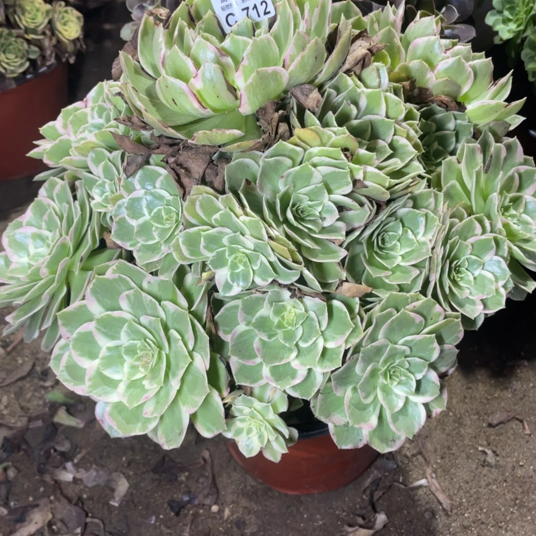 712粉海王多肉法师断枝不包