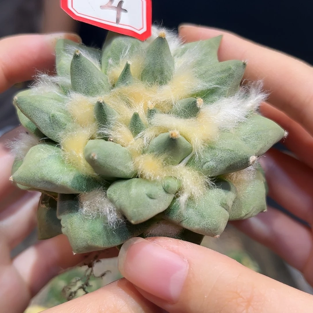 4号8cm自根清纯的牡丹
