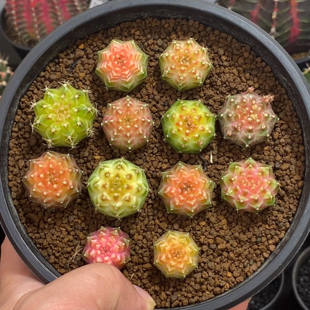 轮回280一个随便挑