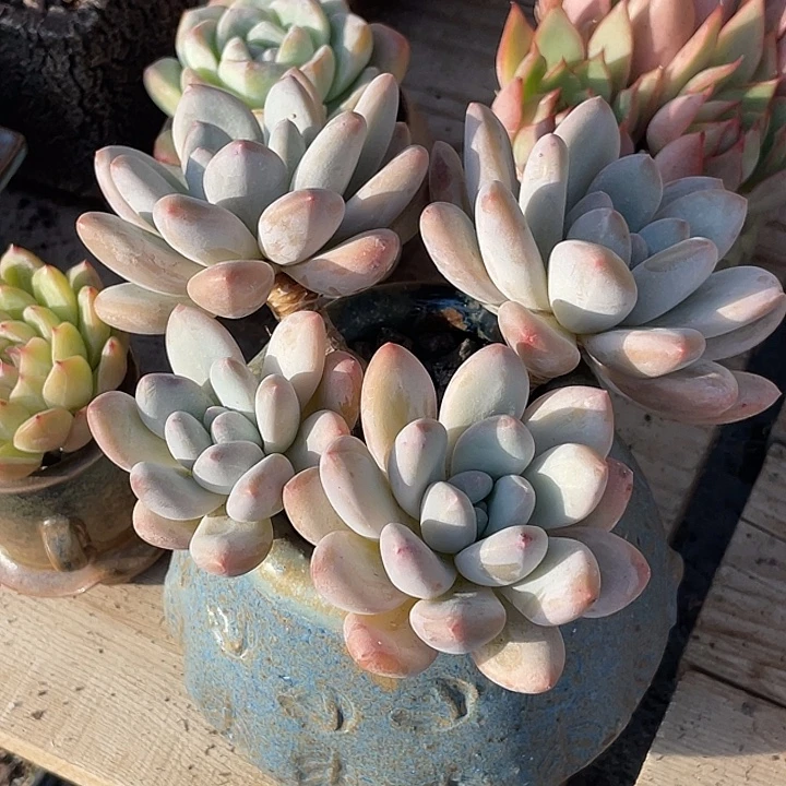 香水老庄全状态推荐