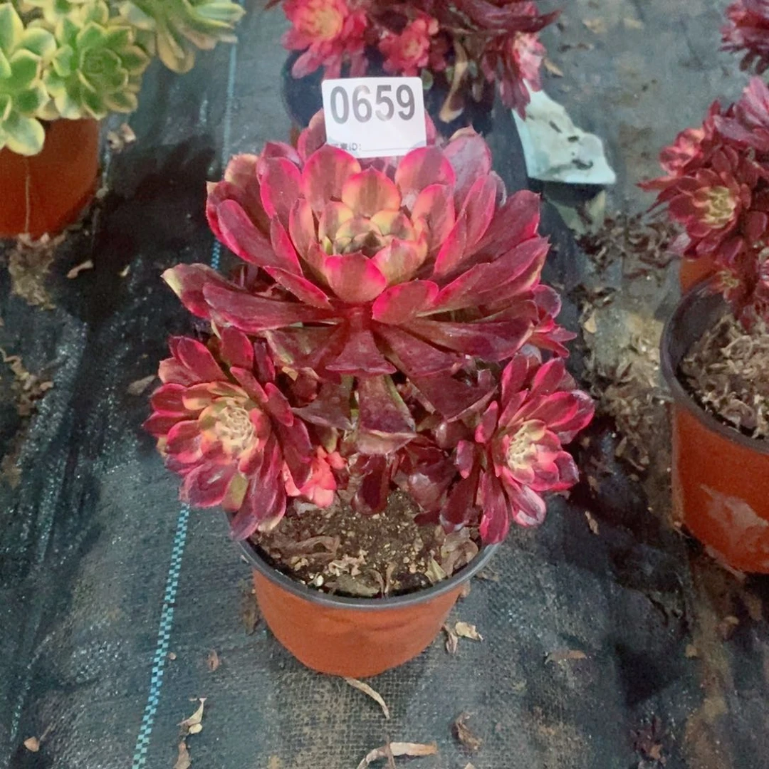 王****）烟花659多肉1111