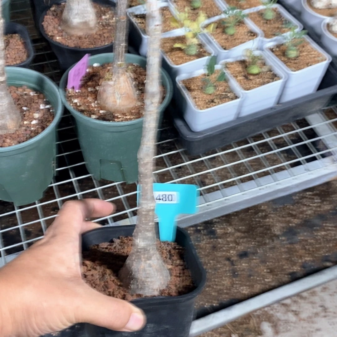 垂直葡萄翁一个多肉