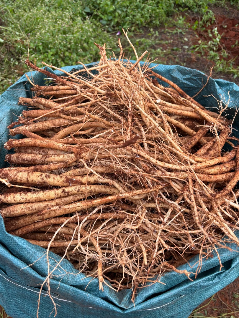 云南新鲜现挖党参（产地直销党参茯苓作用与功效）云南党参