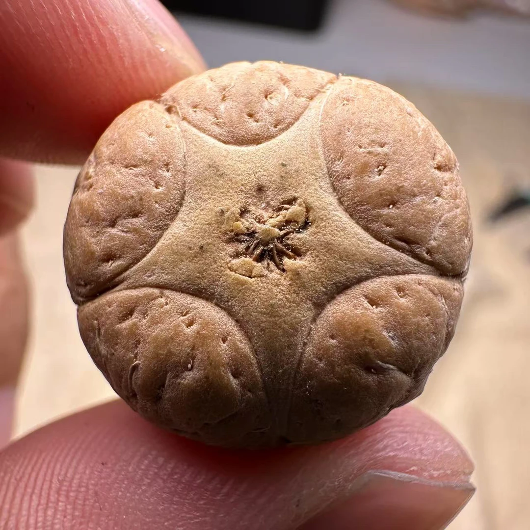 尼泊尔五星菩提，尺寸21，厚度15，sss系列