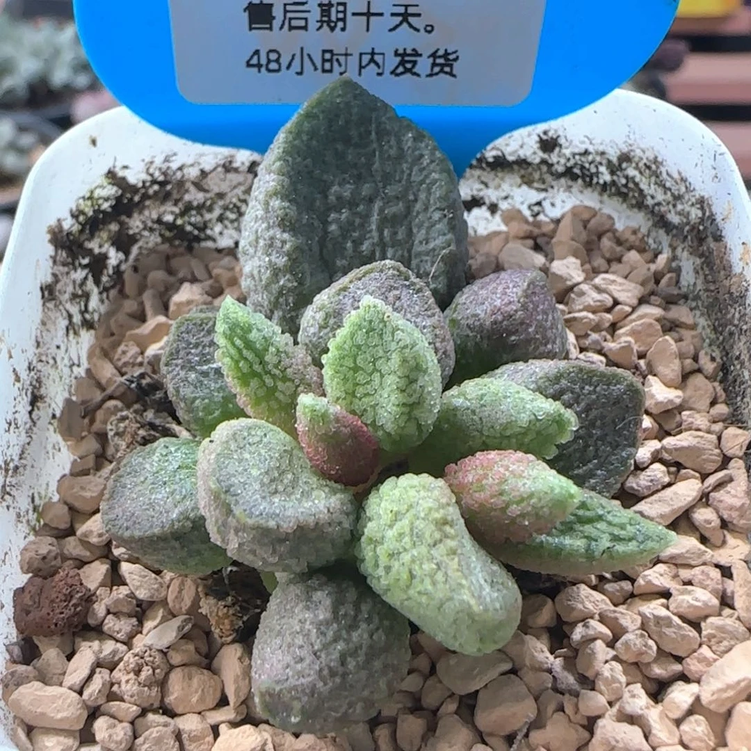 释迦。     755。