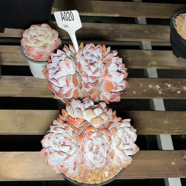 黄***梦露一物一拍A020