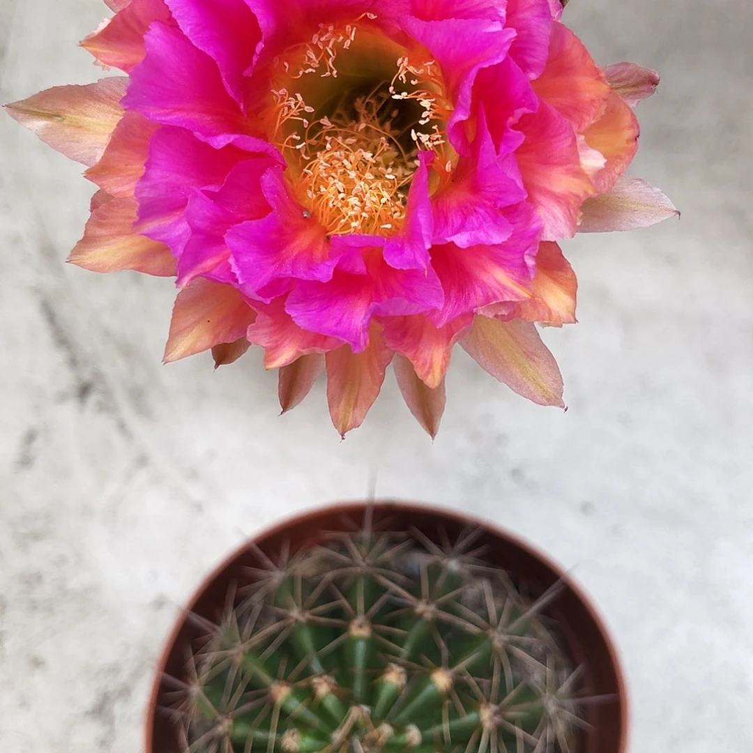 彩草75号6-7公分左右