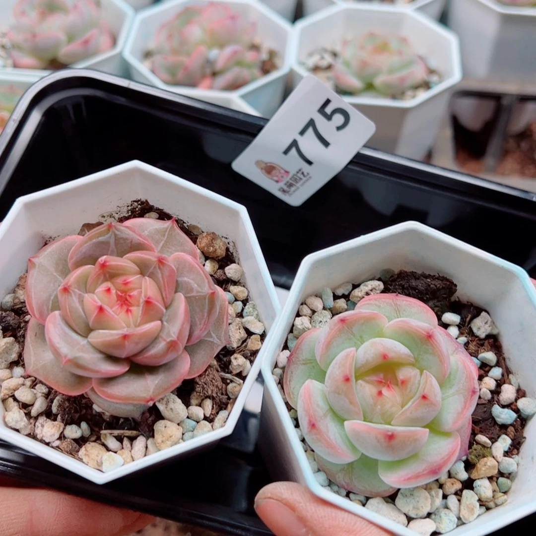 当前无花朵，栽培后可花朵